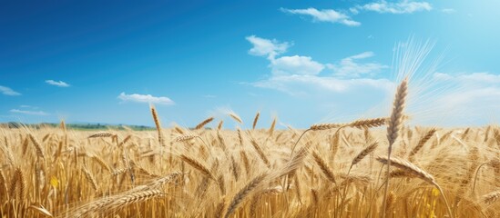 Poster - A scenic summer day with a ripe wheat field as the natural background adorned with chamomile weeds. Creative banner. Copyspace image