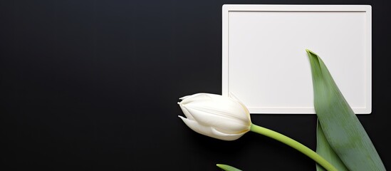 Poster - Abstract copy space image of a blank photo frame with a white tulip set against a black background