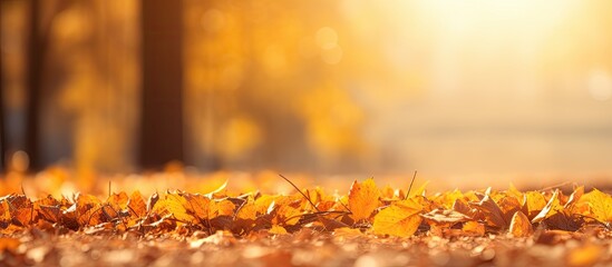 Poster - The autumn sun warms the yellowed foliage that has fallen onto the warm earth creating a scenic copy space image 132 characters