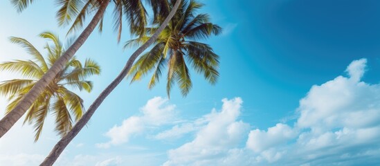 Poster - Coconut trees reaching towards the vibrant blue sky creating a picturesque copy space image