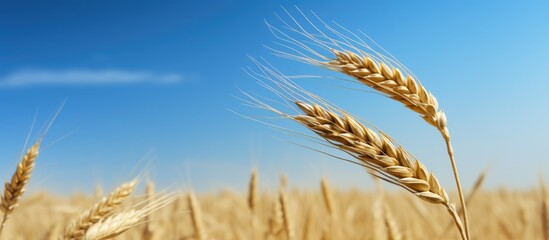 Poster - A single golden wheat ear stands alone after the harvest with no other elements in the photo except for the copy space image