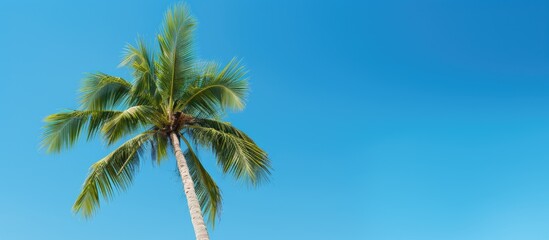 Poster - A palm tree stands gracefully against a backdrop of a vibrant blue sky leaving ample space for adding an image