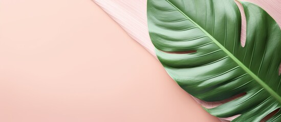 Poster - A copy space image of a vibrant green tropical leaf rests on a pastel pink vintage style abstract background seen from a top view