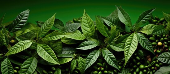 Aufkleber - An image with a copy space reveals lush green leaves surrounding a bunch of dried seeds