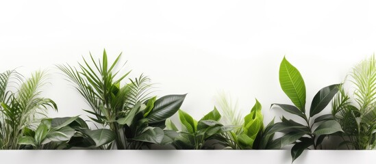 Aufkleber - A clean and bright copy space image of plants placed at home with a white background