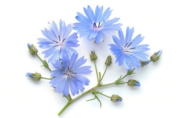 Sticker - Chicory flowers on white surface