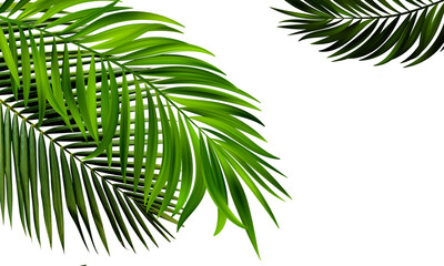 Palm leaves. Elevated view of green palm leaves over on transparent backgrounds realistic 3d rendering png