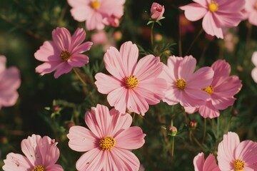 Wall Mural - pink cosmos flowers were in full bloom, growing wild on the grassy ground of an english garden