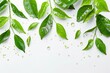 © VolumeThings - Fresh green tea leaves with water droplets on white background