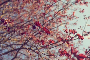 Wall Mural - maple red leaves in the park