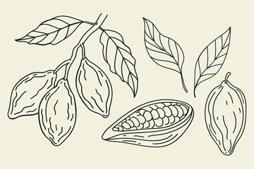 Cacao sketch doodle. Hand drawn line art cacao collection with beans, plant, leaf, tree branch on isolated background. Design for card, logo, label, print, paper, template. Food and spa ingredient 