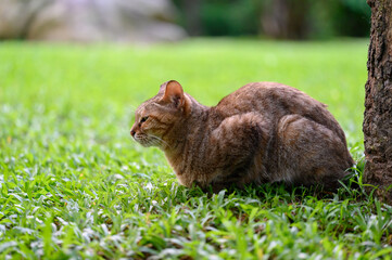 Canvas Print - Cat resting on its back in the grass