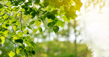 Green leaves with bokeh in backlit sunlight in the park. Beautiful background for wallpaper. Selective Focus. banner