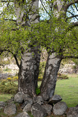 Wall Mural - tree in the forest