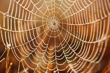 Close-up of a spider web covered in morning dew, highlighting the intricate patterns and delicate texture of the silk. 