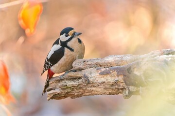 Wall Mural - A female great spotted woodpeckert climbs on a tree stump.  Dendrocopos major