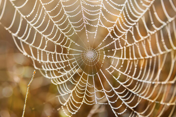Close-up of a spider web covered in morning dew, highlighting the intricate patterns and delicate texture of the silk. 
