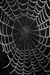 close-up of a spider web covered in morning dew, highlighting the intricate patterns and delicate te