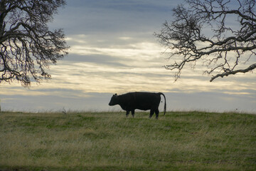 Wall Mural - the black cow is standing in the grass with a few trees