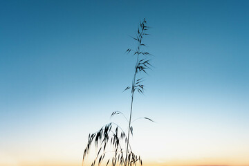Horizontal shot captures an upward view of an Avena Barabata leaf in silhouette against a sunset sky. The light transitions from blue to white to yellow, creating a stunning backdrop