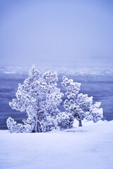 Wall Mural - Scenic frosty tree in a snowstorm on seashore