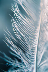 A closeup of a feather, highlighting its delicate texture and intricate barbs.