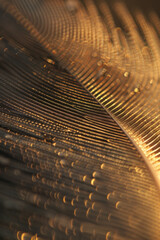 A closeup of a feather, highlighting its delicate texture and intricate barbs.