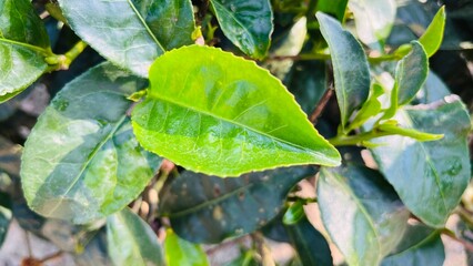 Wall Mural - Cluster of vibrant green plants with lush green leaves in a garden on a sunny day