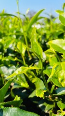 Wall Mural - Cluster of vibrant green plants with lush green leaves in a garden on a sunny day