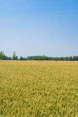 Wall Mural - Beautiful Rural Scenery under blue sky. Background of ripening ears of meadow wheat field.