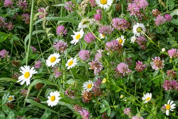 Meadow with flowering clover and daisies