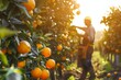 © Natalia - A farmer harvesting ripe oranges in an orchard under the sunlight with abundant fruit on the trees.