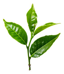 Wall Mural - Fresh tea leaves, cut out - stock png.