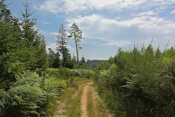 Wall Mural - Dirt road in the forest on a cloudy summer day in Ardennes, Wallonia, Belgium 