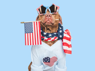 Wall Mural - Cute dog, American Flag and star-shaped sunglasses. Closeup, indoors. Studio shot. Congratulations for family, loved ones, relatives, friends and colleagues. Pets care concept