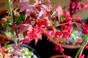 Canvas Print - Japanese maple tree, beautiful leaves