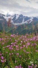 Aufkleber - Purple and violet wild flowers and grass on green meadow in Georgia. Caucasus mountains in background. Steadicam shot, Vertical video