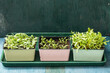 © Bidwell Studio - seedlings in painted pots