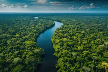 Wall Mural - Aerial view of the rainforest and river