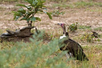 Wall Mural - Lappet-Faced Vulture (Torgos tracheliotos) in South Luangwa National Park. Zambia. Africa.
