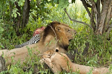 Wall Mural - A lioness and a lion lie near a caught zebra in South Luangwa National Park. Zambia. Africa.