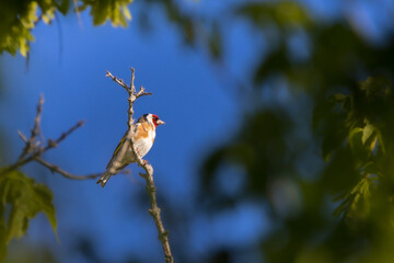 Wall Mural - European Goldfinch perched on a tree branch in the morning light