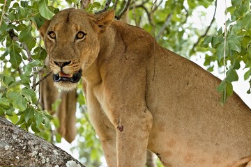 Wall Mural - Lioness (Panthera leo) on a tree in South Luangwa National Park. Zambia. Africa.