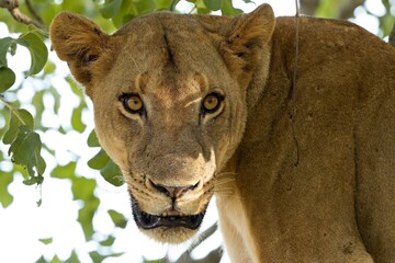 Wall Mural - Lioness (Panthera leo) on a tree in South Luangwa National Park. Zambia. Africa.