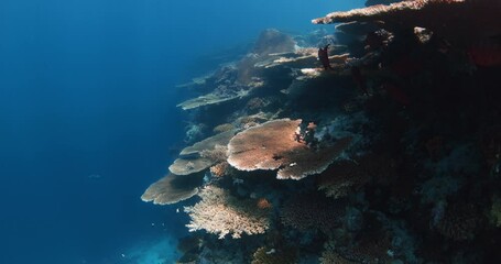 Wall Mural - Amazing corals with tropical fish in blue ocean. Biggest hard corals, underwater landscape.