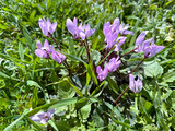 Fototapeta Tęcza - Spring flowering of wild cyclamen (lat.- Cyclamen persicum)