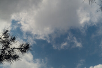 Wall Mural - a blue sky with white moving clouds, with translucent layers. there is a pine branch on the left