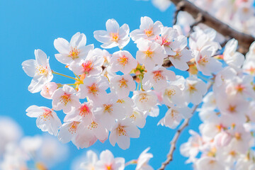 Poster - A branch of white flowers with blue sky in the background