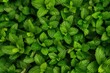 © Asfand - Fresh mint leaves texture background. Close-up