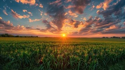 corn field or maize field at agriculture farm in the morning sunrise